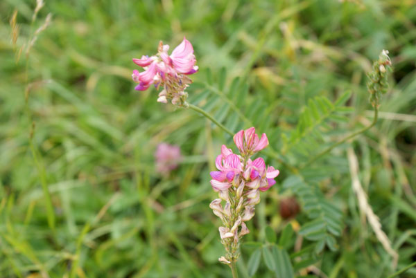 59_bluemli.jpg - Hübsche Blümchen