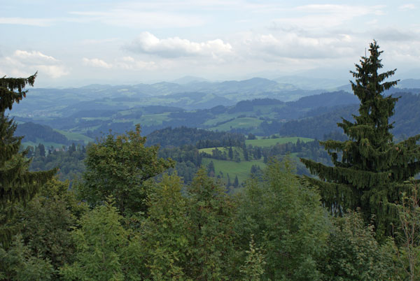 64_blick_ueber_baeume.jpg - Blick über die Baumwipfel