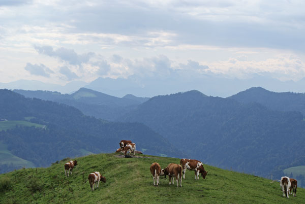 65_alpenidylle.jpg - Friedlich grasende Kühe