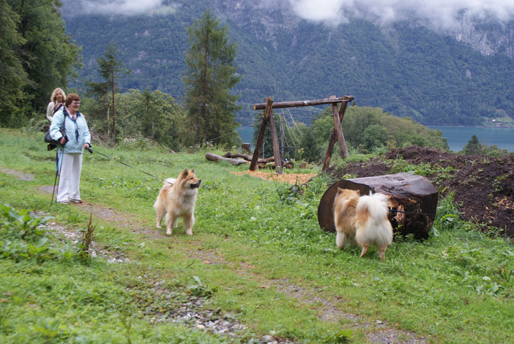 25_lasca.jpg - Lasca: Was um alles in der Welt treibt denn mein Herrchen da?