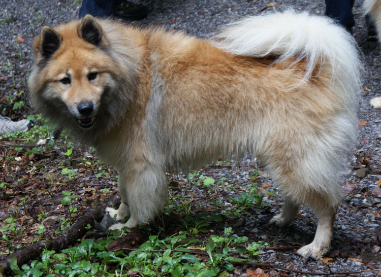 58_legro.jpg - Legro