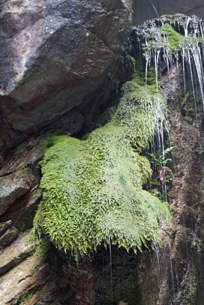 71_wasserteppich.jpg - Grüner Wasserteppich