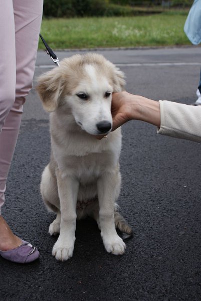 73_welpe.jpg - Süsser Nicht-Eurasier-Welpe