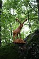 56_steinbock