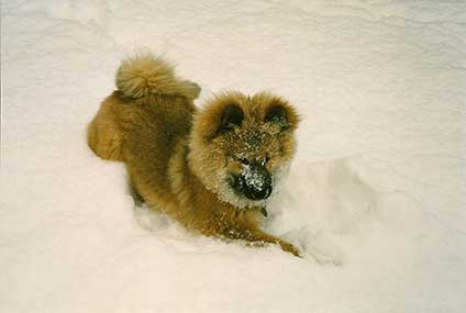 Schneehund.jpg