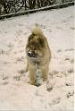 Schnee