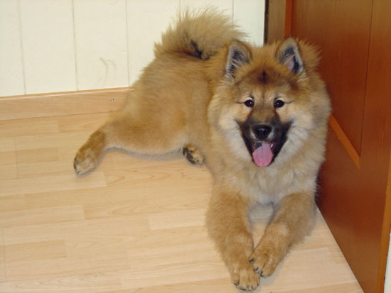 legro_2005_junghund.jpg