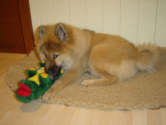 legro_2005_spielzeug.jpg