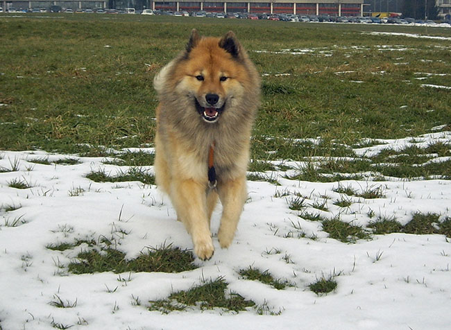 lauf2.jpg