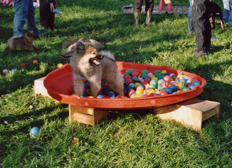 04_11_welpengruppe.jpg - In der Welpengruppe war Legro oft der Vorreiter, da er vieles schon von seinem Welpengarten kannte