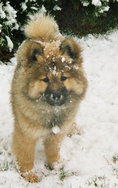 04_14_winter.jpg - Der erste Schnee für Legro - er liebte die weisse Pracht sein ganzes Leben lang...