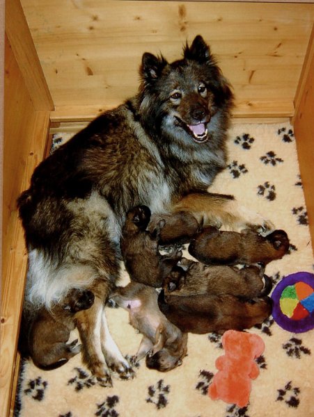 04_2_viertage.jpg - Stolze Mama Chila mit ihren wenigen Tage alten L-Sprösslingen