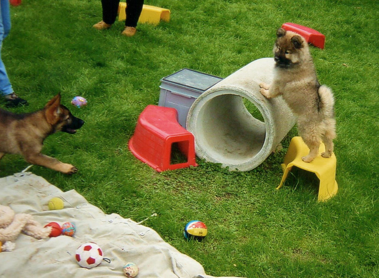 04_7_8wochen.jpg - Mit 8 Wochen der erste Besuch in der Welpengruppe - Legro als kleiner Superstar