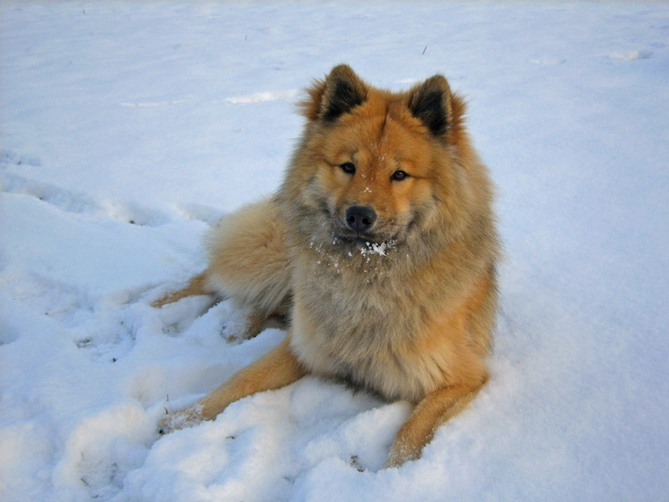 05_13_schnee.jpg - Optisch so langsam erwachsen