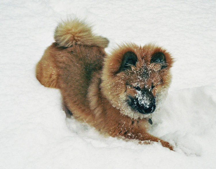 05_2_winter.jpg - Endlich wieder Schnee zum Geniessen