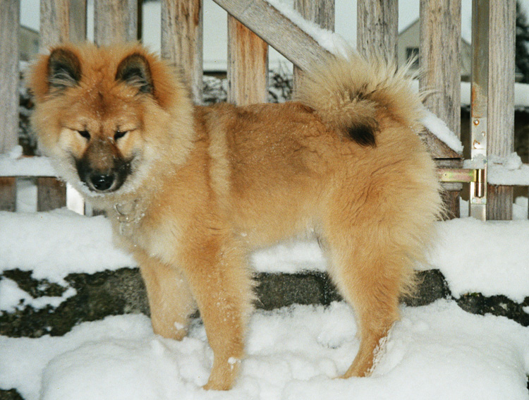 05_3_winter.jpg - So langsam verschwindet das Welpenfell