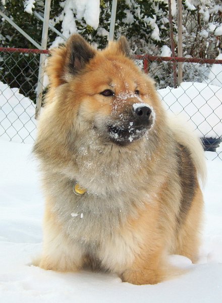 06_1_winter.jpg - Legro wuchs zu einem wunderschönen Jungrüden heran