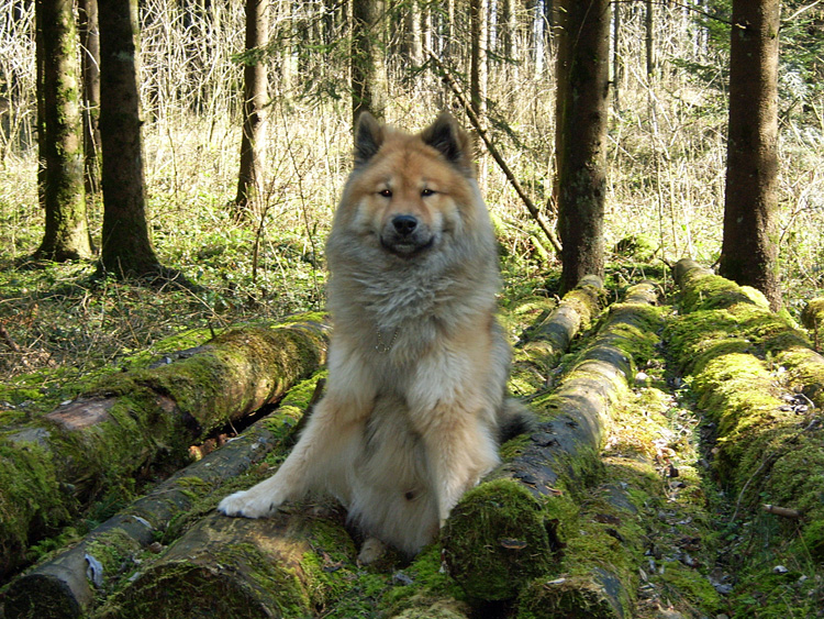 07_13_wald.jpg - Manchmal gab's lustige Sitzposen für die Fotos...