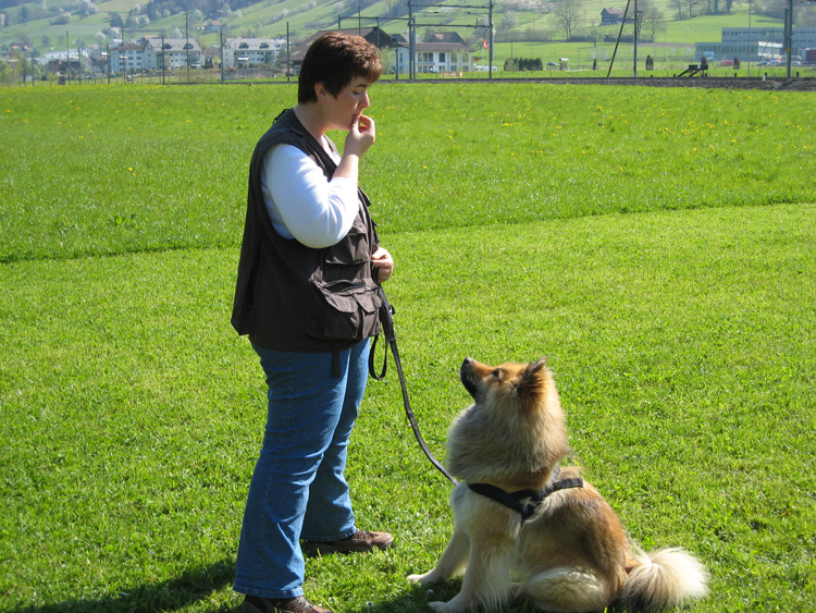 07_7_aufmerksam.jpg - Natürlich waren wir auch in der Hundeschule. Hier an einem Obediencekurs.