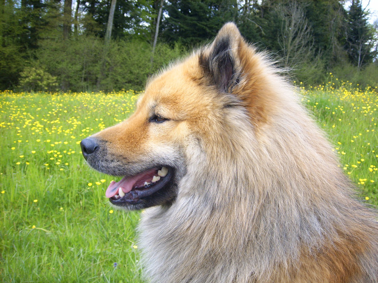 2008_13_kopf.jpg - Ein wunderschönes Profilbild von Legro