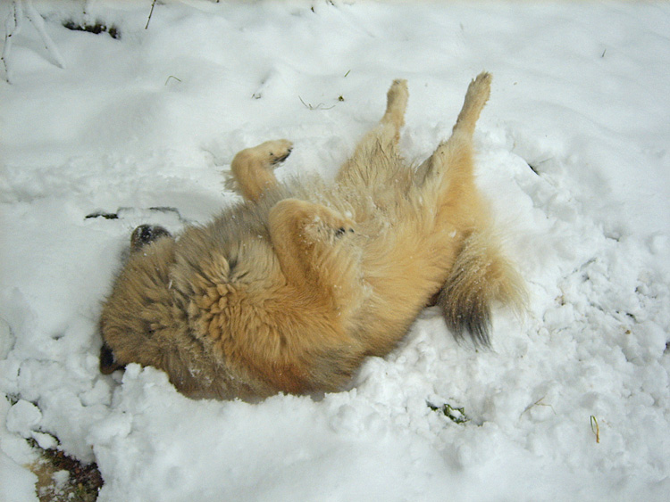 2008_20_schneetollen.jpg - Den Schnee genoss er jeweils in vollen Zügen.