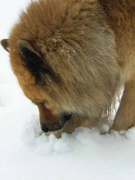 2008_21_schneemaus.jpg - Schneemäuseln liebte er ebenfalls.