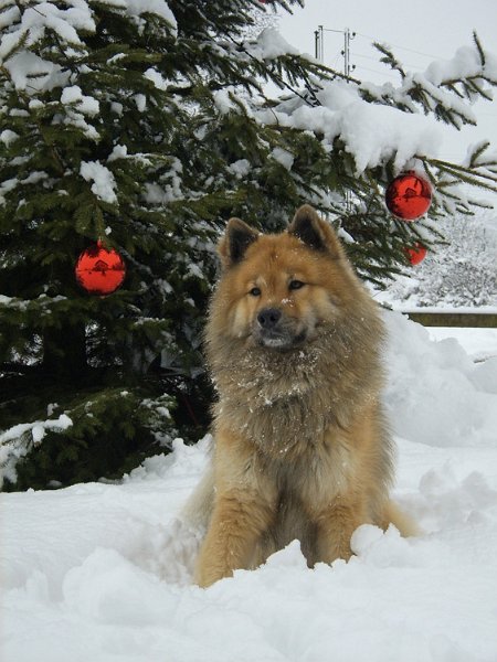 2008_26_weihnachten.jpg - Legro mit 4 Jahren und 4 Monaten