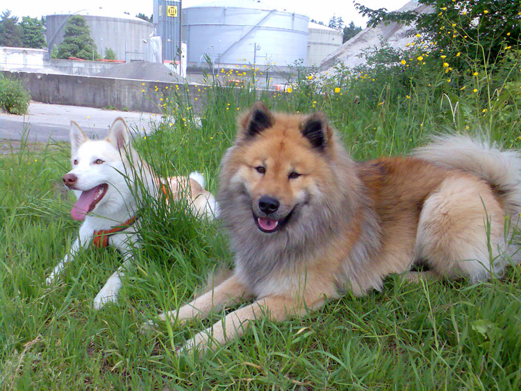 2008_2_kaja.jpg - Legro mit seiner Husky-Freundin Kaja - es war Liebe auf den ersten Blick.