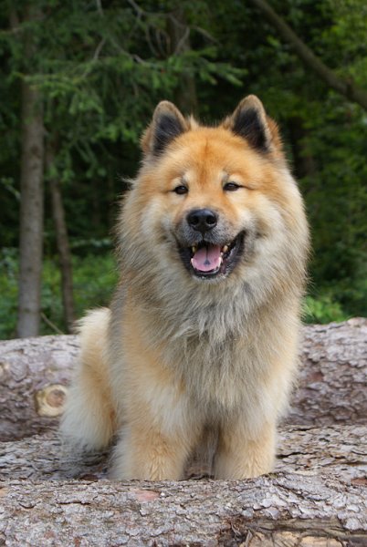 2009_15_baumstamm.jpg - Legro war wirklich sein ganzes Leben lang ein absolutes Foto-Topmodel