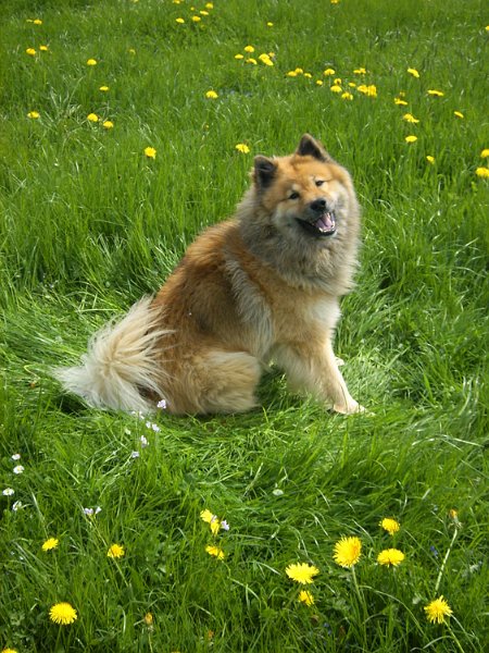 2009_5_gruen.jpg - Können Hunde lächeln? Ja, durchaus...