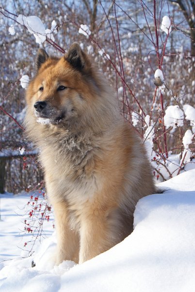 2010_14_schnee.jpg - Unser Sujet für die Weihnachtskarte 2010