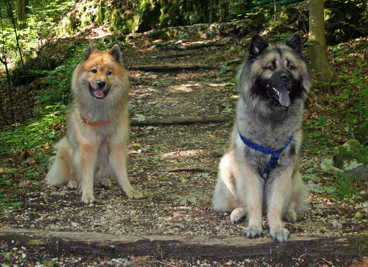 2010_1_belan.jpg - Legro und Belan - das Geburtsdatum der beiden Jungs liegt gerade mal einen Tag auseinander.