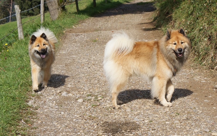 2011_16_levka.jpg - Legro und seine Schwester Levka