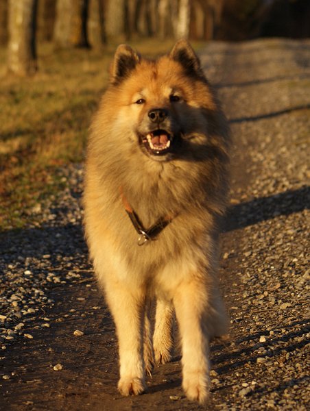 2011_18_gold.jpg - Lachender Legro in der Abendsonne