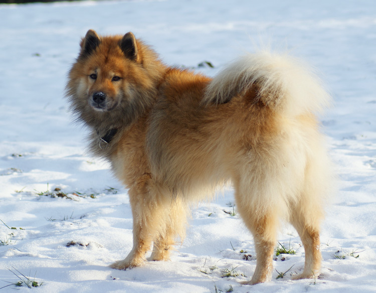 2011_22_winter.jpg - Ende 2011 - Legro mit 7 Jahren und ein paar Monaten