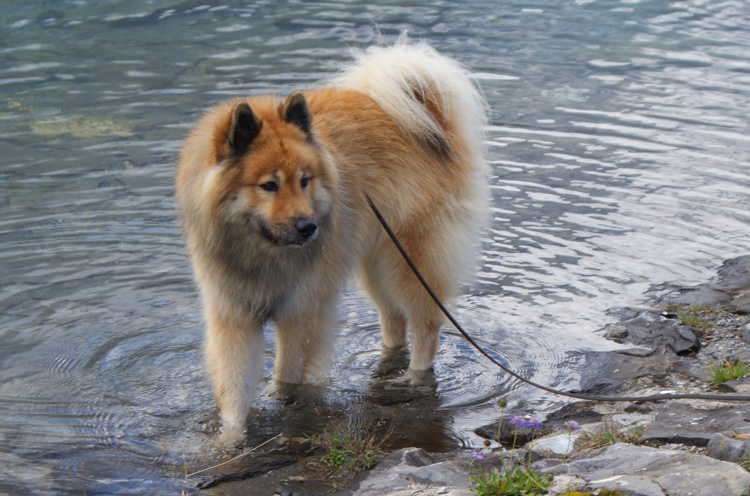 2011_5_wasser.jpg - Geschwommen ist Legro nie - er achtete tunlichst darauf, dass der Bauch nicht nass wurde. Aber Pfoten kühlen mochte er sehr.