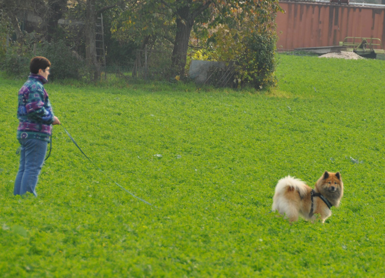 2011_7_nose.jpg - 2011 haben wir einen Nose-Workshop besucht - zwei Tage lang die unteschiedlichsten Nasenarbeiten. Das hat Legro Spass gemacht.