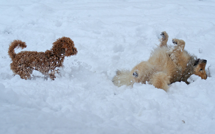 2012_10_schneeduo.jpg