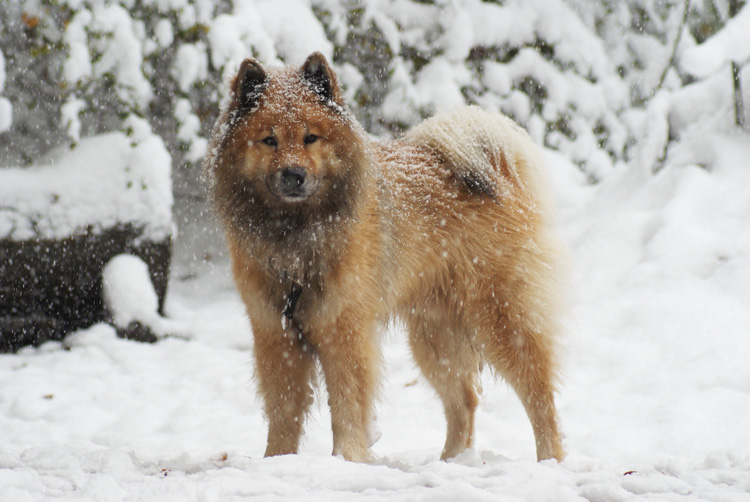 2012_8_eingeschneit.jpg - Tiefster Winter im 2012