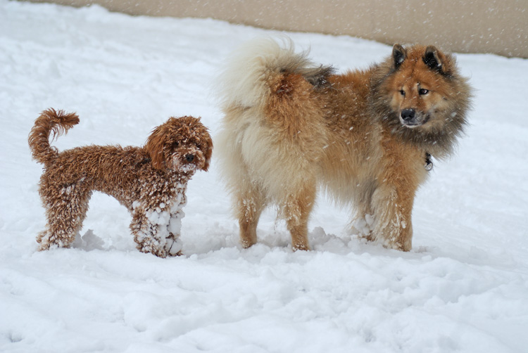 2012_9_pudel.jpg - Legro mit einer jungen Pudeldame - zum Glück blieben bei Legro etwas weniger Schneebälle hängen