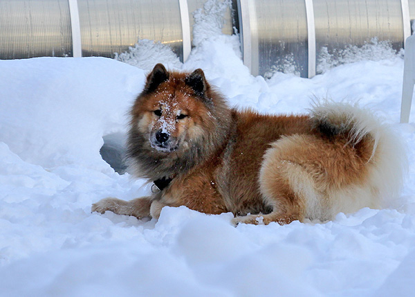 2013_15_schneegesicht.jpg - Legro beim Iglu-Bau