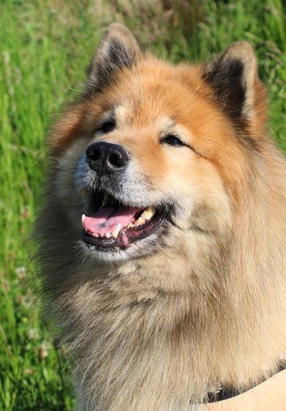 2014_10_portrait.jpg - Ich liebte Legro's Lächeln - da ging mir immer das Herz auf...