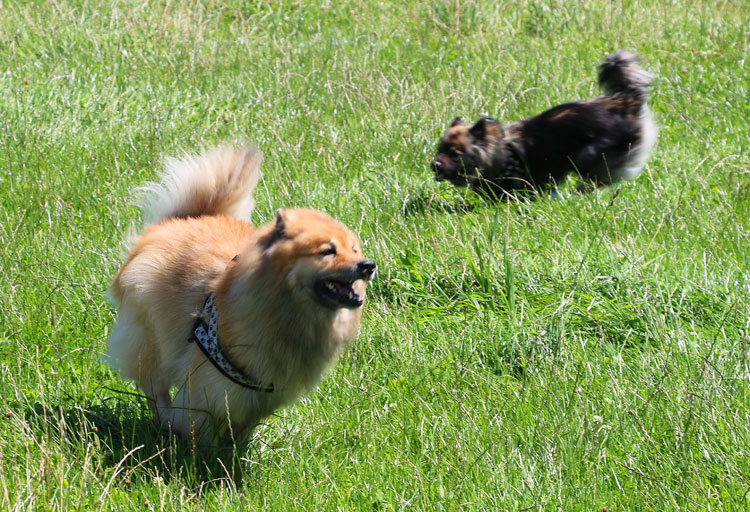 2014_17_spielen.jpg - Legro und Sayuri beim Toben