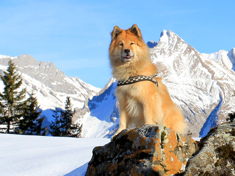 2014_7_postkarte.jpg - Traumkulisse mit Traumhund