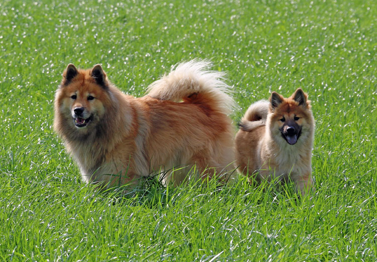 2015_14_zwei.jpg - Was ist schöner als ein Eurasier? Zwei Eurasier!