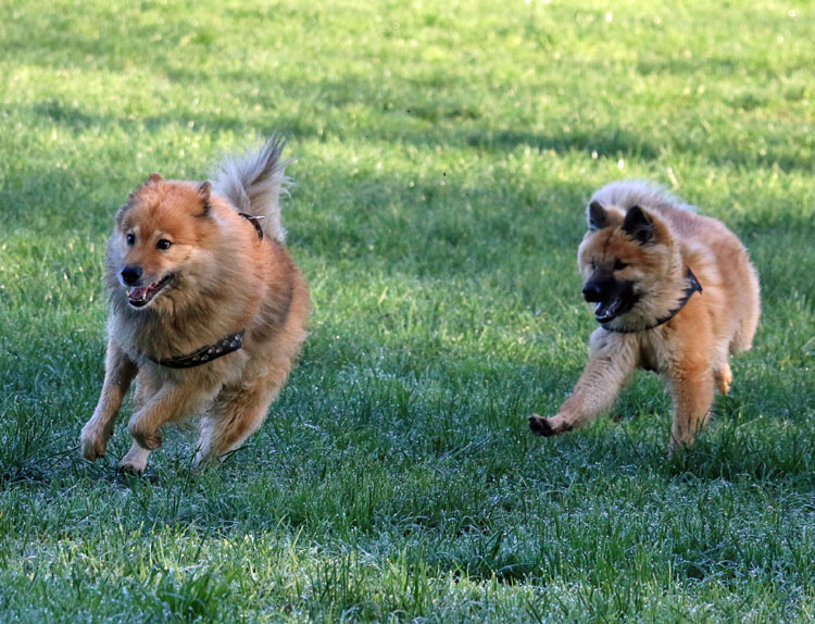 2015_26_verfolgung.jpg - Wettrennen,...