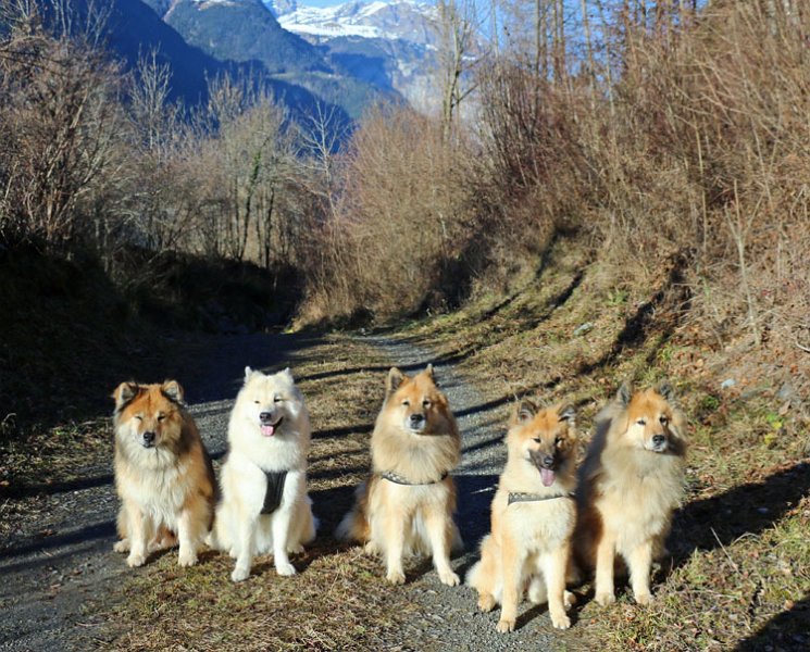 2015_28_generationen.jpg - Weihnachtsbesuch in Erstfeld: Kimbo von der Ruine Blumenstein, Gwen von Ragnvald, Legro, Okelani und Limbo von der Ruine Blumenstein