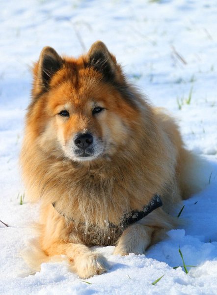 2016_12_winterschoenheit.jpg - Auch im Alter noch ein wunderschöner Bursche