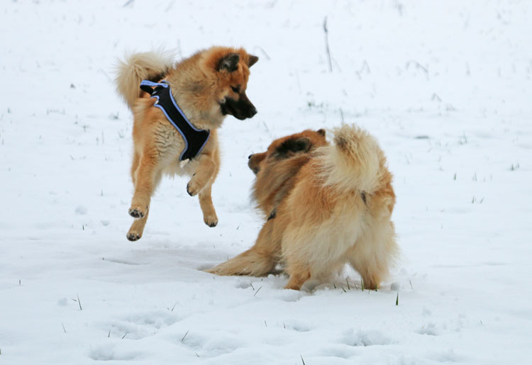 2016_1_action.jpg - Anfang 2016: Winterspass Legro und Okelani