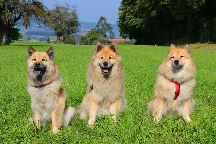 2016_22_geschwistertrio.jpg - Geschwister: Levka, Legro und Lasca mit 12 Jahren